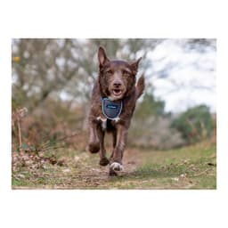 image-Dog Harness Company of Animals CarSafe Black XS
