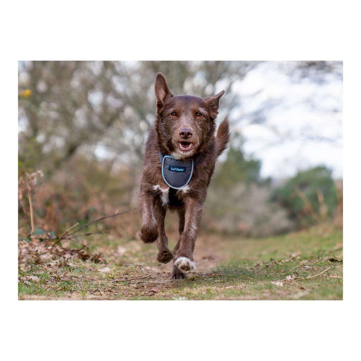 image-Dog Harness Company of Animals CarSafe Black XS