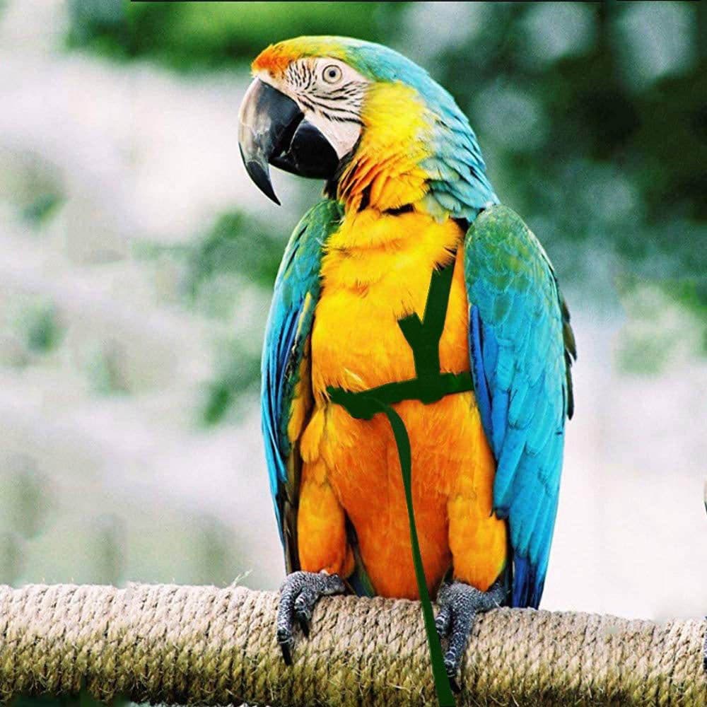 image-Parrot Flying With Flying Rope And Bird Harness