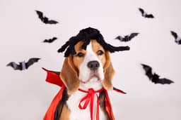image-Halloween Spooky Bat Vinyl Decals - Festive Window Sticker Decorations