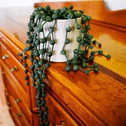 image-String of Pearls Articulating Plant | 3D Printed Succulent Decor | Customizable Hanging Plant Replica | DIY Assembly Kit | Faux Houseplant