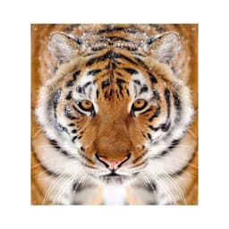 image-Stylish Wall Decal Tiger Design: Upgrade Your Space with Exotic Elegance!