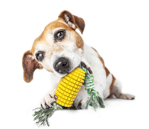 image-Pet Toothbrush Corn Stick Pet Dog Chew Bite Toys