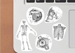 image-Anatomy Stickers for Hydroflask - Anatomical Decals Gift for Doctors and Medical Students
