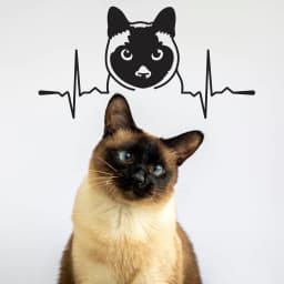 image-Siamese Cat Sticker - Cute Kitty Vinyl Wall Decal