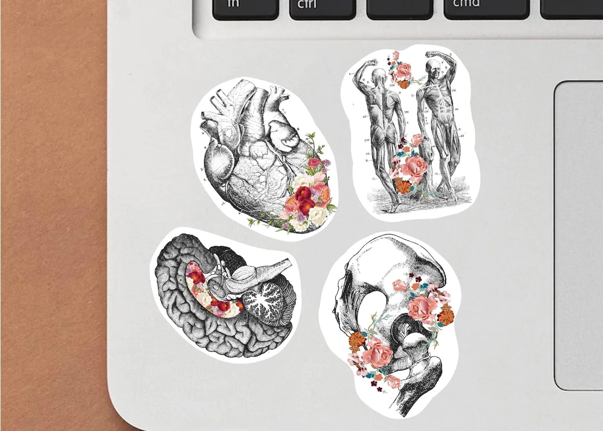 image-Anatomy Stickers for Hydroflask - Anatomical Decals for Science Lovers and Medical Students