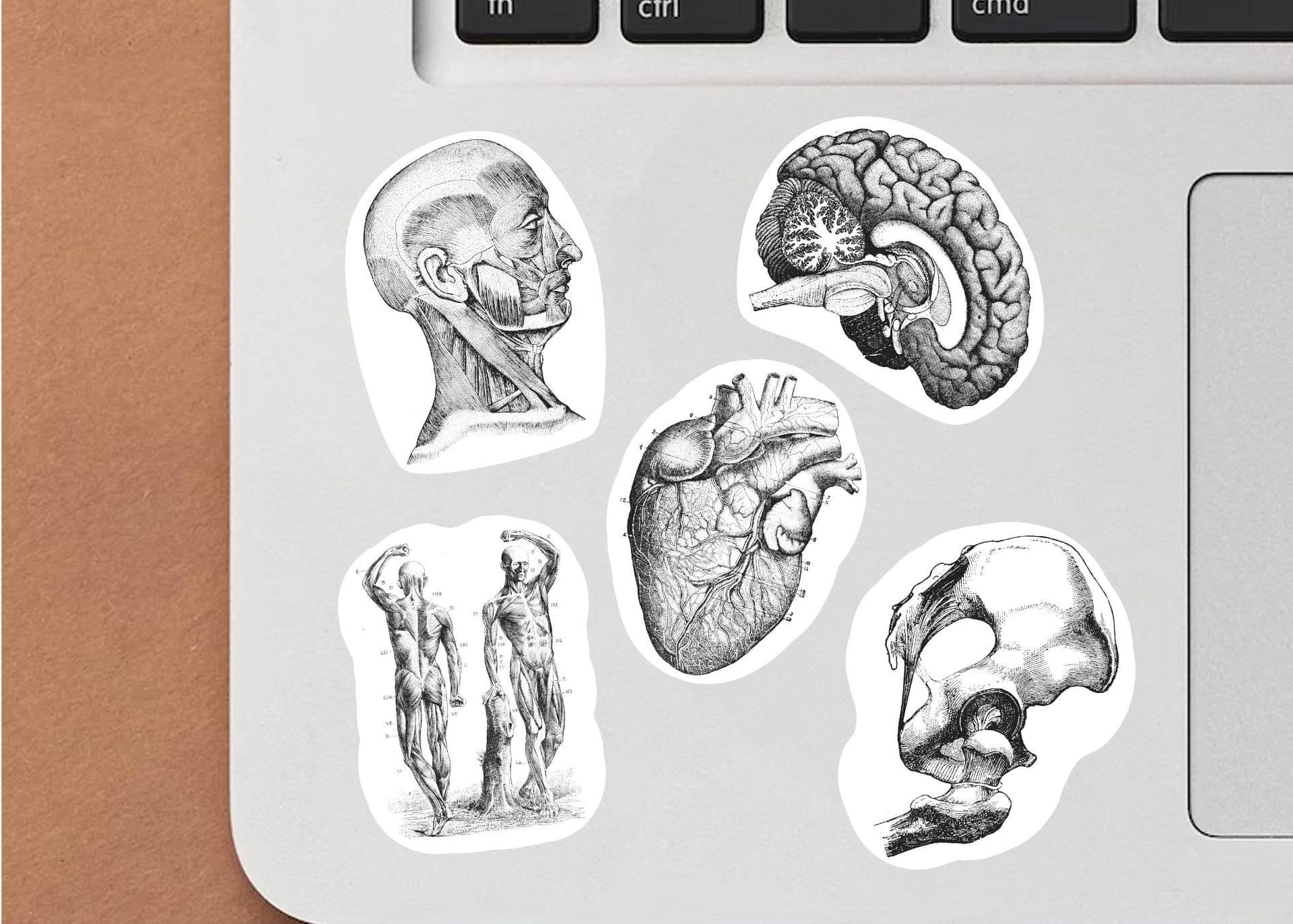 image-Anatomy Stickers for Hydroflask - Anatomical Decals for Science Lovers and Medical Students