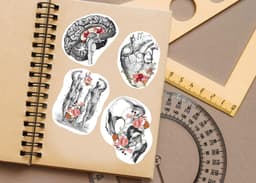 image-Anatomy Stickers for Hydroflask - Anatomical Decals for Science Lovers and Medical Students