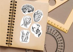 image-Anatomy Stickers for Hydroflask - Anatomical Decals for Science Lovers and Medical Students