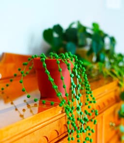 image-String of Pearls Cable Organizer | 3D Printed Plant-Inspired Cable Ties Desk Cable Management | Unique Cord Organizer Gift for Plant Lovers