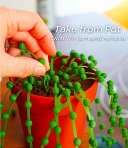 image-String of Pearls Cable Organizer | 3D Printed Plant-Inspired Cable Ties Desk Cable Management | Unique Cord Organizer Gift for Plant Lovers