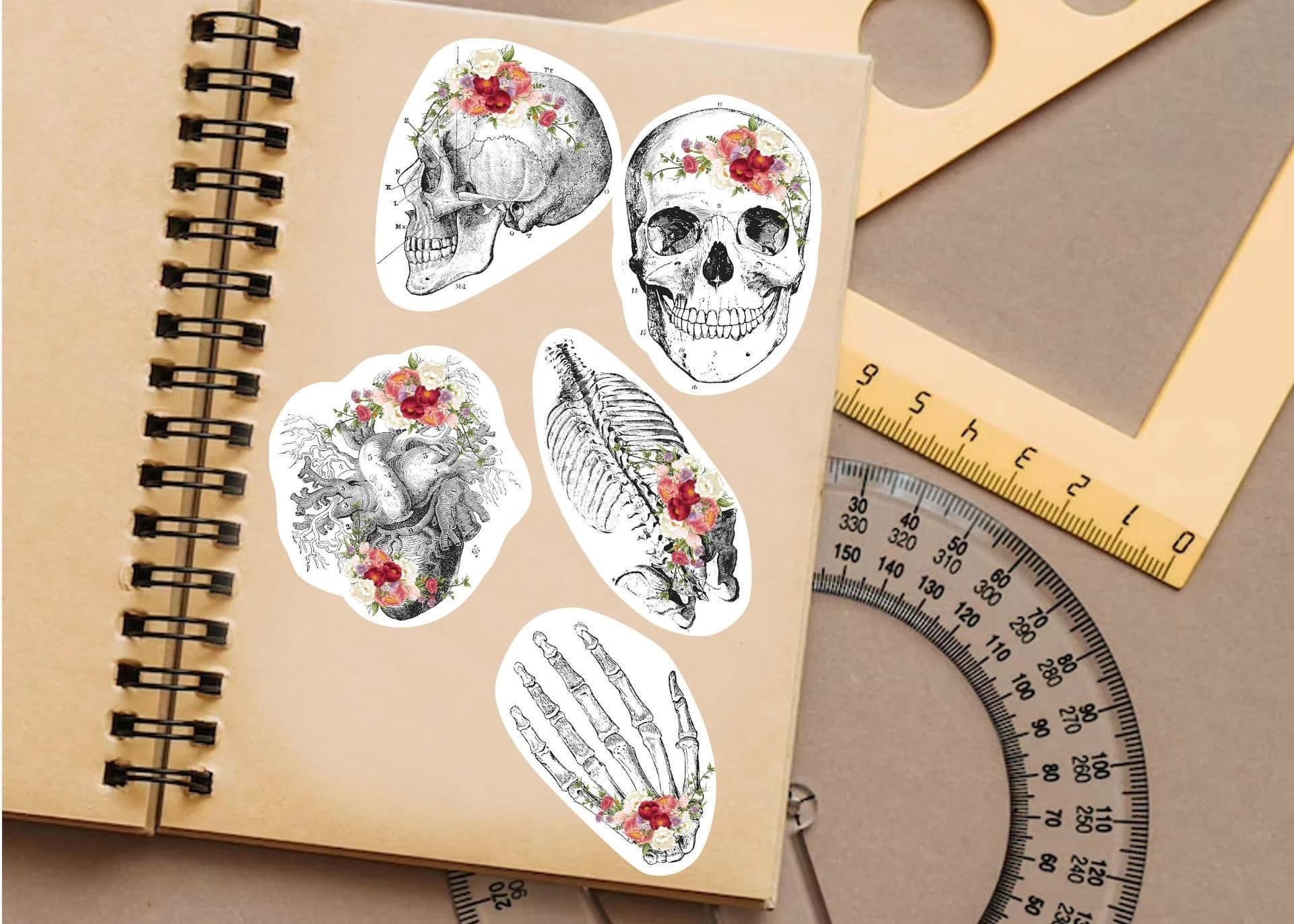 image-Anatomy Skeleton Decals - Medical School Decor