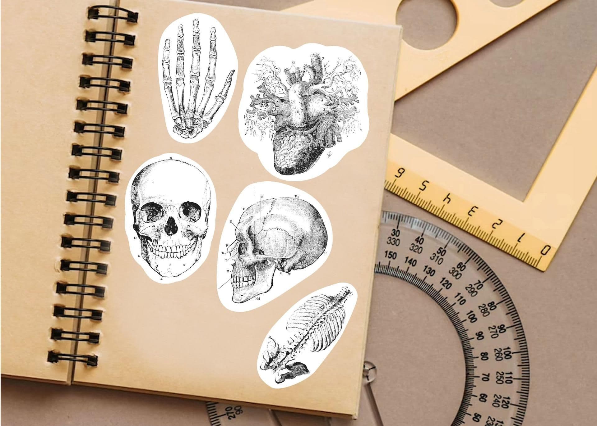 image-Anatomy Skeleton Decals - Medical School Decor