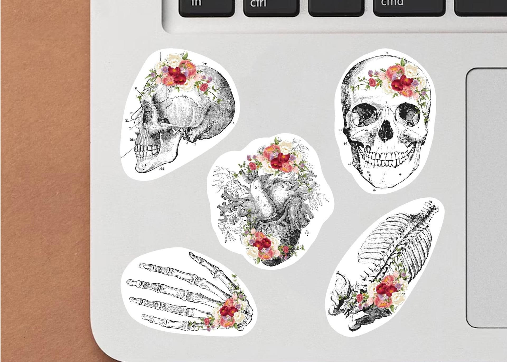 image-Anatomy Skeleton Decals - Medical School Decor