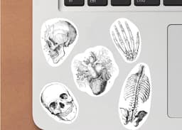 image-Anatomy Skeleton Decals - Medical School Decor