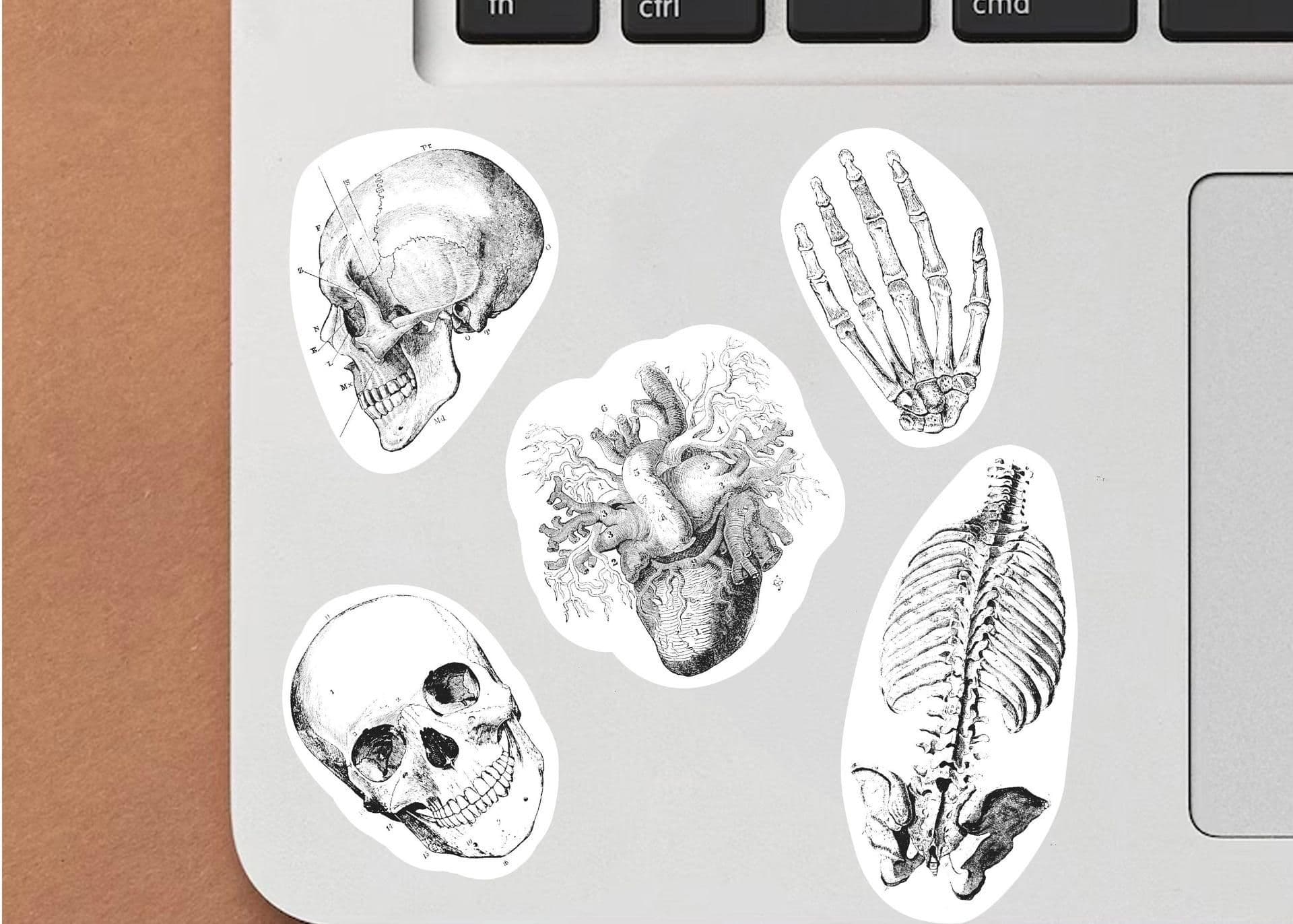 image-Anatomy Skeleton Decals - Medical School Decor