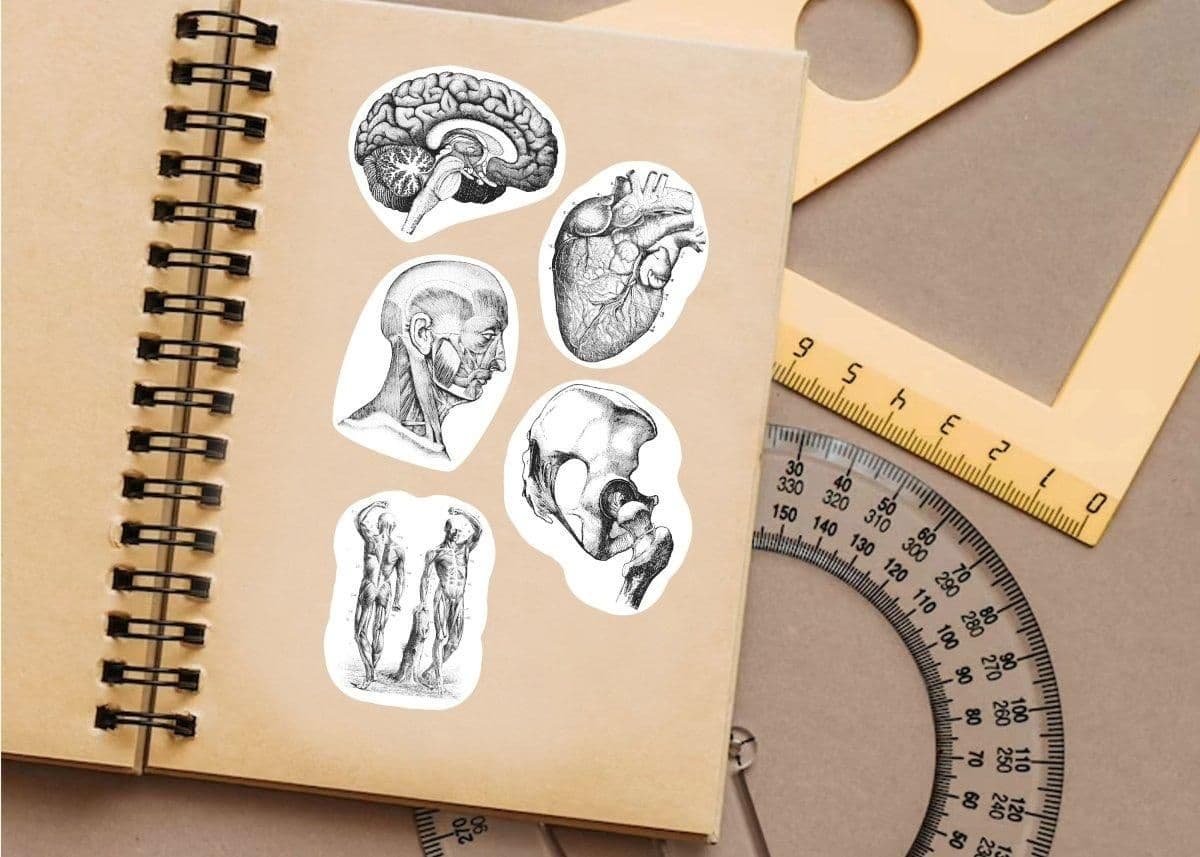 image-Medical Anatomy Decals: Unique Science-themed Stickers Ideal for Medicine Enthusiasts