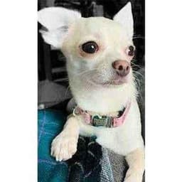 image-Pampered Pup Cotton Comfort Collar
