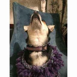 image-Pampered Pooch Cotton Dog Collars