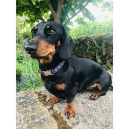 image-Regal Paws Petite Cotton Dog Collar