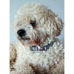 image-Engraved Cotton Dog Collar for Small Breeds