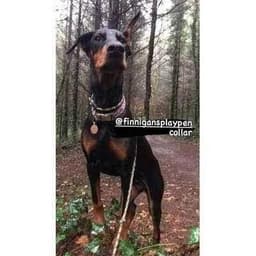 image-"The Kaya" Bespoke Dog Collar for Large Breed Dogs