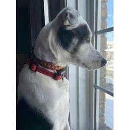 image-Enchanted Elegance Designer Handmade Cotton Dog Collar