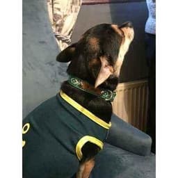 image-LOKI No. 9s Handmade Wholesale Dog Collar