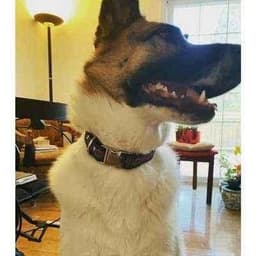 image-Finnigan's Wholesale Durable Designer Dog Collar No. 3L
