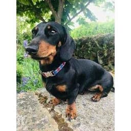 image-Designer Cotton Dog Collars