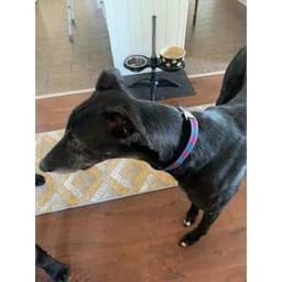 image-Finnigan’s No. 9L Designer Dog Collar