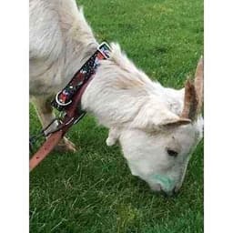 image-Finnigan’s Designer Dog Collar No.10L
