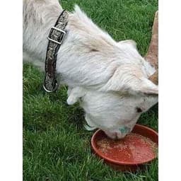 image-Finnigan’s Durable Designer Dog Collar No.12L