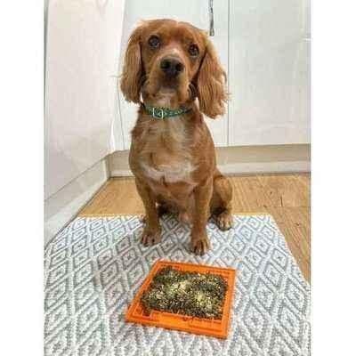 image-The Bedazzle Dog Lead No. 9s