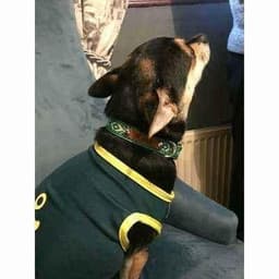 image-The Bedazzle Dog Lead No. 9s
