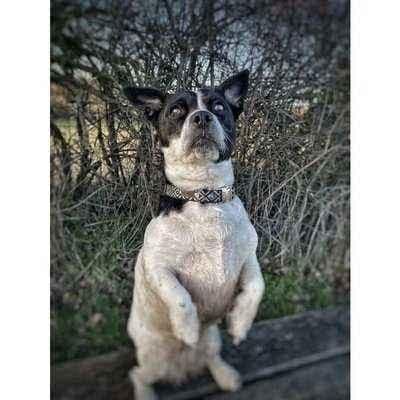 image-Finnigan's Blue Fusion Lead