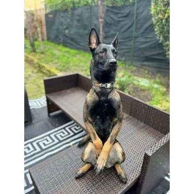 image-Athena Finnigan Dog Collar & Lead Set