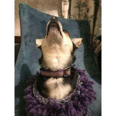 image-Finnigan's Luxe Chic Cotton Dog Lead