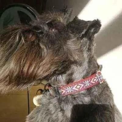 image-"The Django" Regal Dog Lead