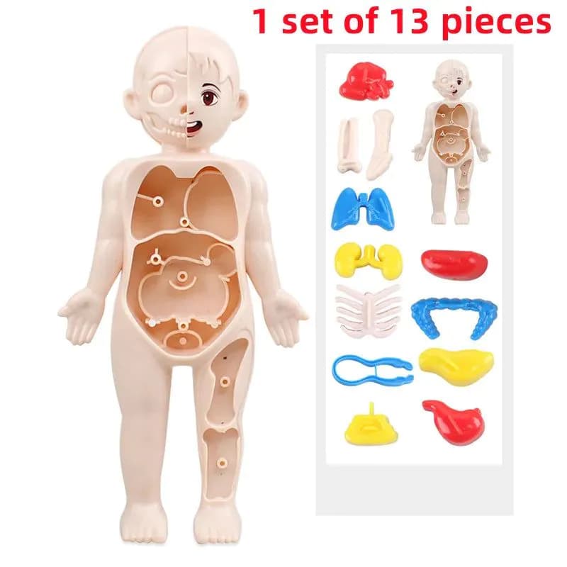 image-MEADE 13Pcs Human Body Anatomy Model - Educational Learning Tool