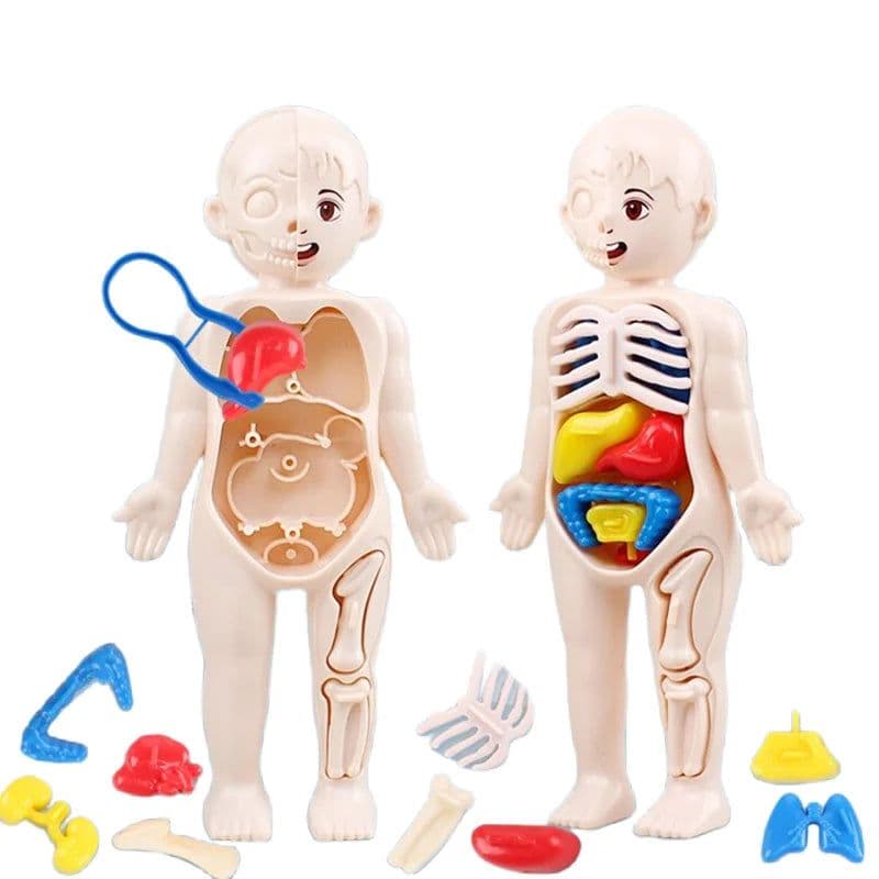 image-MEADE 13Pcs Human Body Anatomy Model - Educational Learning Tool