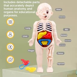 image-MEADE 13Pcs Human Body Anatomy Model - Educational Learning Tool