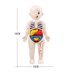 image-MEADE 13Pcs Human Body Anatomy Model - Educational Learning Tool