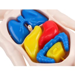 image-MEADE 13Pcs Human Body Anatomy Model - Educational Learning Tool