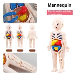 image-MEADE 13Pcs Human Body Anatomy Model - Educational Learning Tool