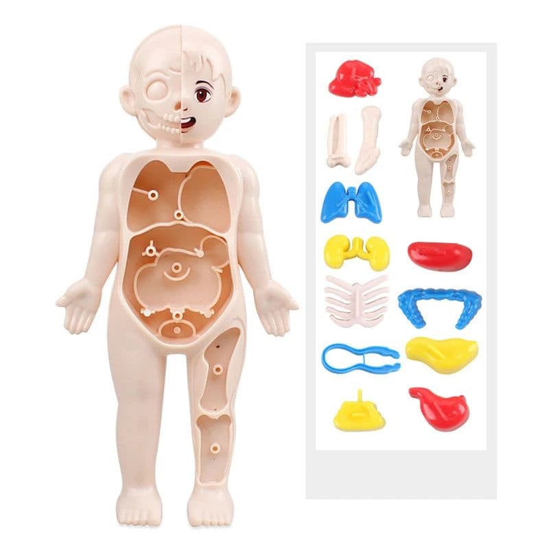 image-MEADE 13Pcs Human Body Anatomy Model - Educational Learning Tool