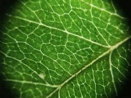 image-Universal Mobile Phone Microscope