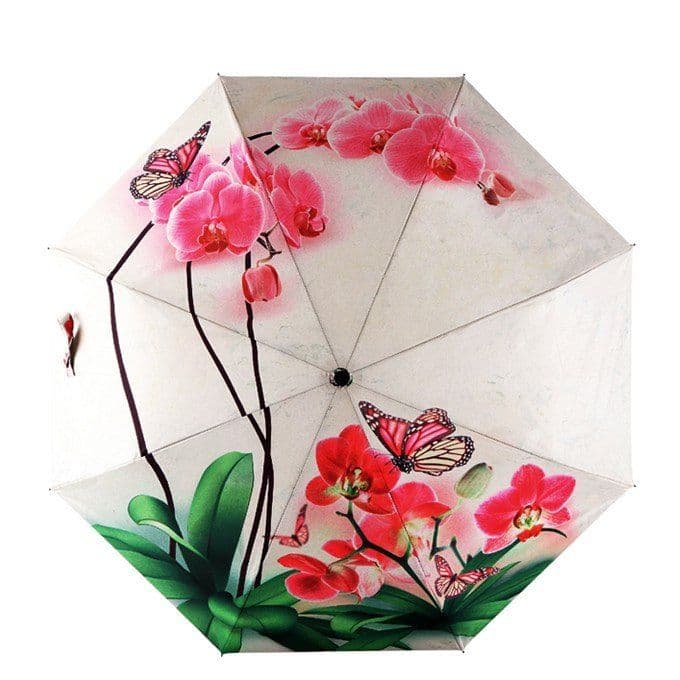 image-Phalaenopsis IllUstrations Sunny Umbrella