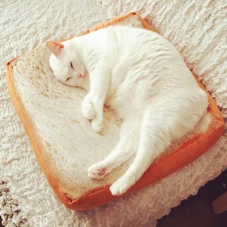 image-Toast Cat Pad