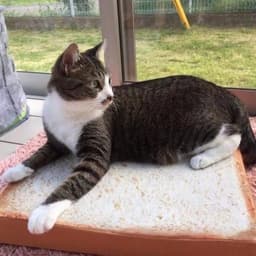image-Toast Cat Pad
